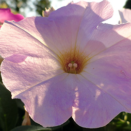 Pink blossom