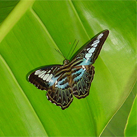 Butterfly on green leaf