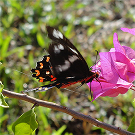Butterfly on flower