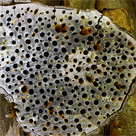 Wood trunk with many holes