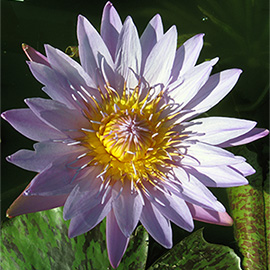 Purple flower blossom