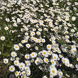 Marguerite meadow