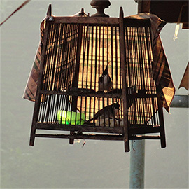 Two birds in birdcage