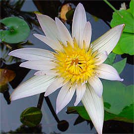 white lotus