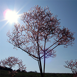 A winter tree in the sun