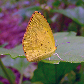 yellow lemon butterfly on leaf